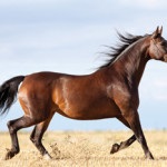 Descrierea rasei calului ucrainean, fotografie si video