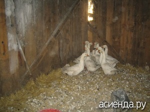 Îngrijirea gâștelor în timpul iernii