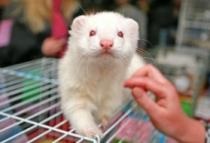 Körömápolási és nyúl szőrme, online áruház termékek állatok számára