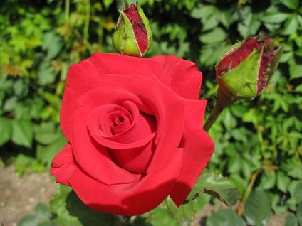 Grija pentru trandafiri la domiciliu condițiile de plantare de îngrijire