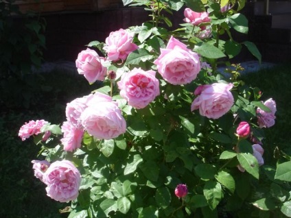 Grija pentru trandafiri la domiciliu condiții de plantare de îngrijire