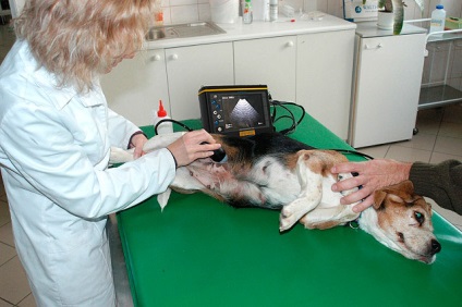 Ultrasunete pentru câini de la Moscova, preț