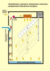 Ventilarea într-un incubator de casă, regulator al incubatorului pentru un incubator auto-fabricat