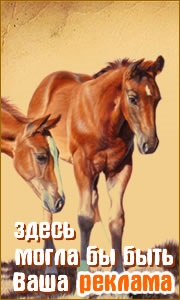 Horse breed calul ucrainean, cal