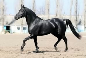Horse breed calul ucrainean, cal
