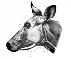 Inspecția veterinară și sanitară a capetelor de bovine - carne și condimente