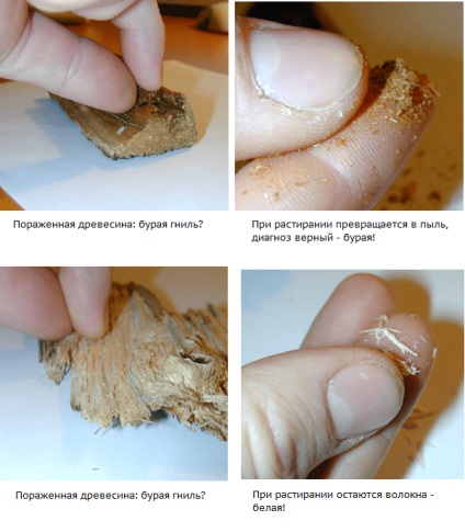 Tipuri și tipuri de putregai de lemn ca și cum să scapi de maro, alb, sită, putregai pe copac