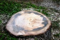 Tipuri și tipuri de putregai de lemn ca și cum să scapi de maro, alb, sită, putregai pe copac