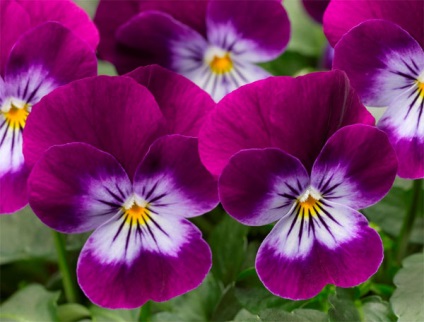 Viola ültetés és gondozás