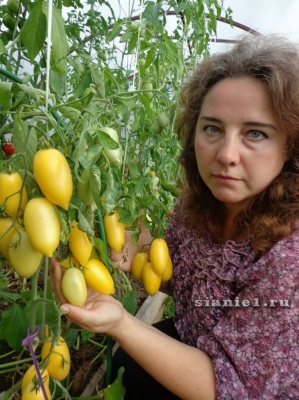 Növekszik a paradicsom egy üvegházban