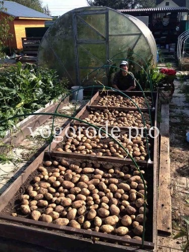 Cultivarea cartofilor, patului, mulcirii, recoltei din zona