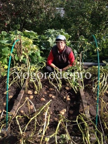 Burgonya termesztése, bed-box, talajtakarás a vetésterület