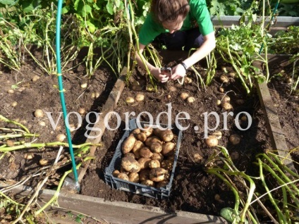 Cultivarea cartofilor, patului, mulcirii, recoltei din zona
