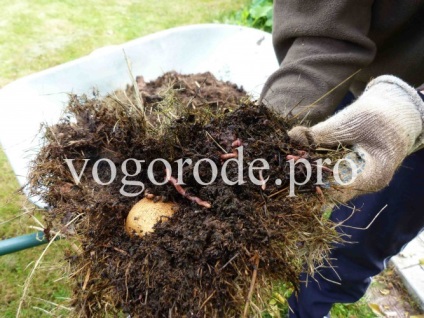 Burgonya termesztése, bed-box, talajtakarás a vetésterület