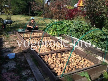 Cultivarea cartofilor, patului, mulcirii, recoltei din zona