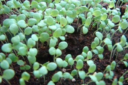 Cultivarea petuniei în granule și din semințe simple
