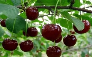 Cherry Diet - Poti sa mananci cireșe cu o dieta