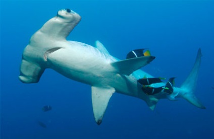 În care mări și oceane se găsesc rechinii - maricultură