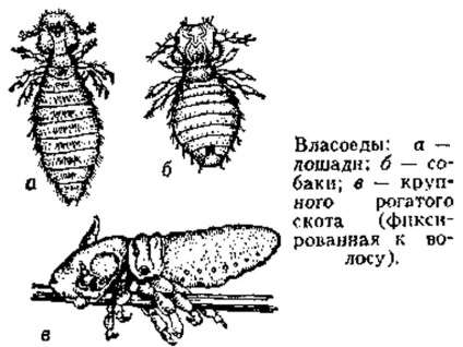 Vlasyad la pisici