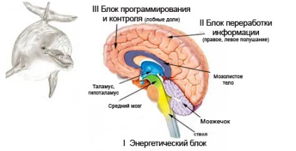 Befolyásolja a delfinek a gyermekek fejlődését, cikk