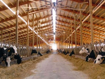 Efectul iluminării asupra performanței vacăi