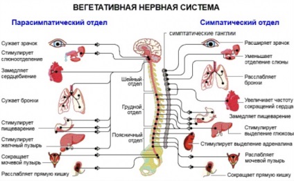 Respirația externă și volumul pulmonar