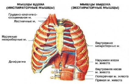 Respirația externă și volumul pulmonar