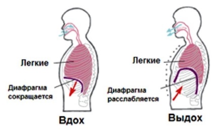 Зовнішнє дихання і обсяги легких