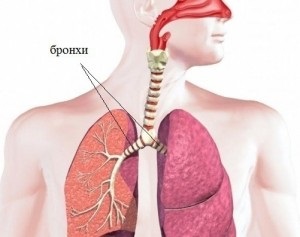 Respirația externă și volumul pulmonar