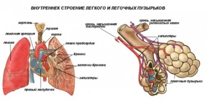 Respirația externă și volumul pulmonar