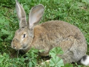 До уваги фермерів високу якість, вагома вигода