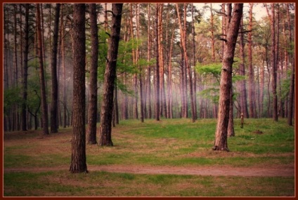 Oroszországban működni kezd „erdei amnesztia” - AEA Reap