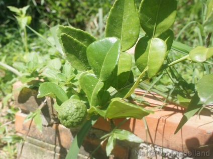 Totul despre kaffir lime lasă proprietăți utile de unde să cumpere