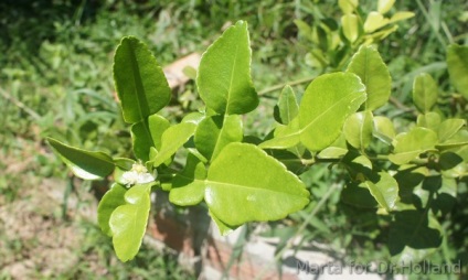 Totul despre kaffir lime lasă proprietăți utile de unde să cumpere