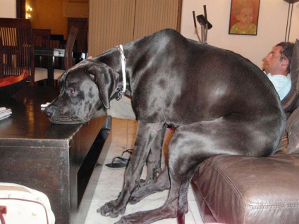 În SUA, cel mai mare câine din lume a murit, fotografiile cognitive și interesante sunt poze amuzante