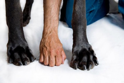 În SUA, cel mai mare câine din lume a murit, fotografiile cognitive și interesante sunt poze amuzante