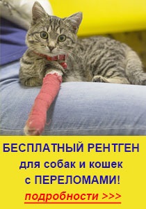 Műtét belanta állatok állatorvosi klinikán, Moszkva