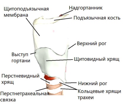 Cartilagiile laringelui - tiroidian, aritenoid, cricoid și altele