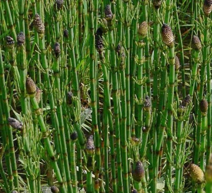 Horsetail (equisetum l