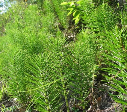 Horsetail (equisetum l