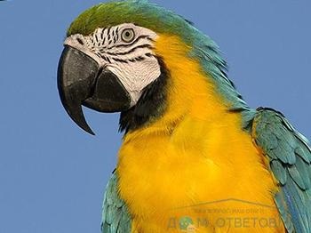 Constipația în papagal - răspunsuri și sfaturi cu privire la întrebările dumneavoastră