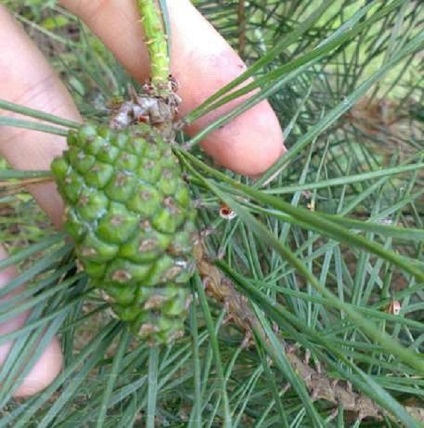 Comandamentele mierei de pin din plante medicinale - Maeștrii echitabili - manual, manual