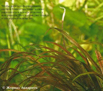 Aquarium magazin