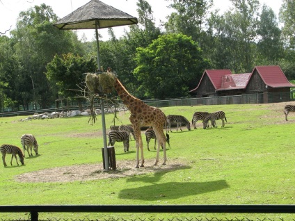 Zoo Gdansk - fotografie, preț, program de funcționare