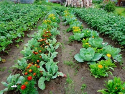 10 cele mai bune idei pentru agricultura ecologică 2015