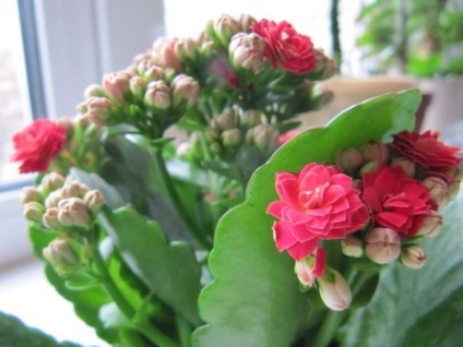 13 Cele mai bune specii de specii de Kalanchoe, descrierea modului în care acestea arată