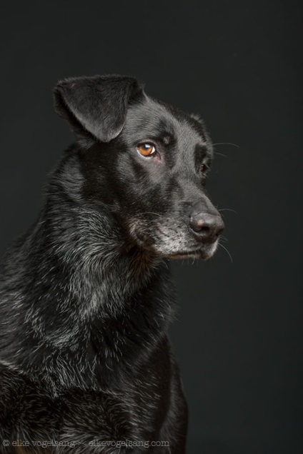 15 Fotografii care demonstrează că câinii se confruntă cu emoții umane, umkra