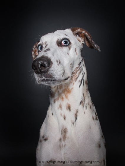 15 Képek mutatja, hogy a kutyák tapasztalni az emberi érzelmek, umkra