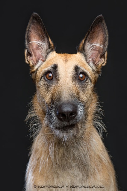 15 Fotografii care demonstrează că câinii se confruntă cu emoții umane, umkra