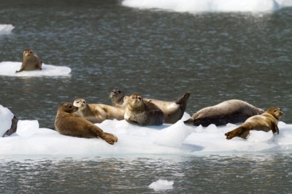 Október 18. - Day of Alaska, az Egyesült Államokban 143 évvel ezelőtt át Alaszka amerikaiak elvesztették Oroszország